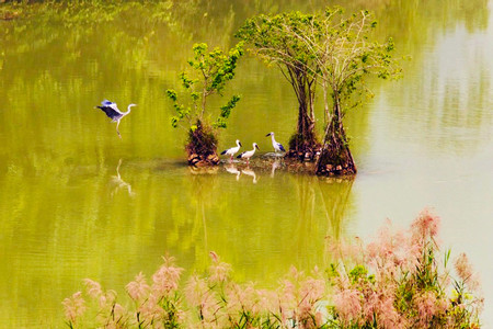 Hanoi - Tam Coc - Thung Nham Bird Watching 1 day tour photo 3